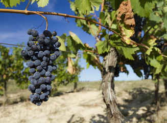 grapes in the vineyard