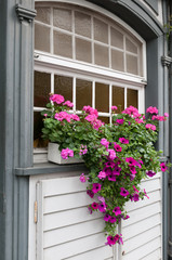 Fenster mit Pflanzen