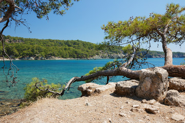 Old pine on rocky beach.