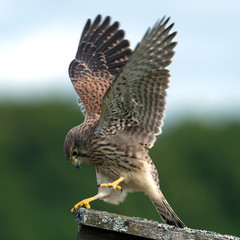 Kestrel's, juvenile, performance