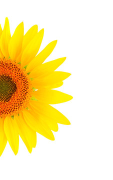 Nice picture of a sunflower