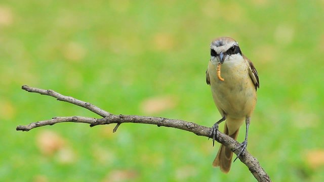 The bird eating a worm on a stick.