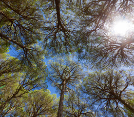 Wide angle view of pine trees