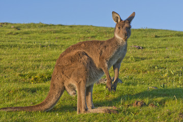 Kangaroo at Dusk