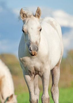 cremello  welsh  pony  foal in the pasture