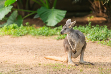 kangaroo
