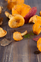 Fresh chanterelle