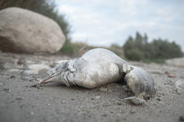 dead bird