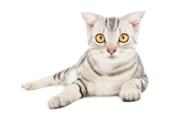 Cat isolated on white