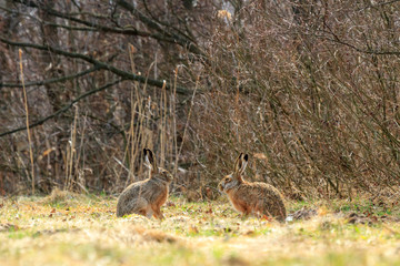 rabbit