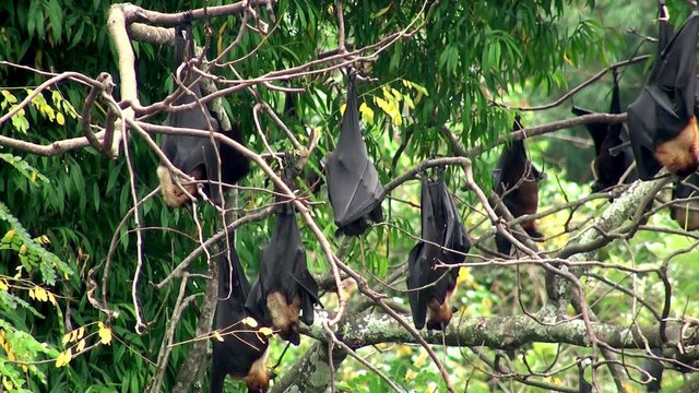 Flock of Flying foxes at the trees