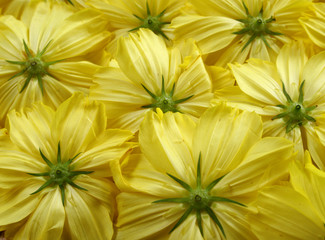 close-up of marigold flower