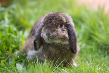 Dutch mini-lop rabbit