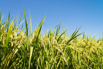 Fototapeta premium rice ripe
