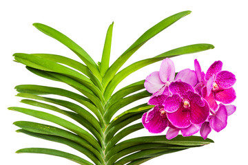 Vanda orchid flower