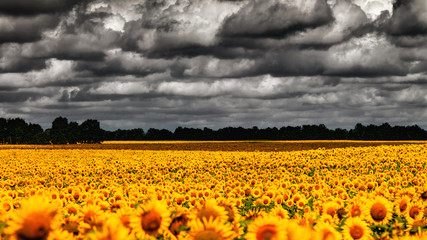 Obraz premium van Gogh Summer. Dramatic evening over sunflowers meadow, natura