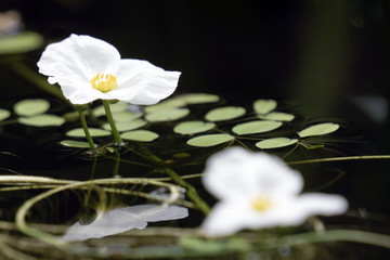 Small white water plant