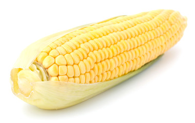 Fresh raw corn cobs isolated on the white background
