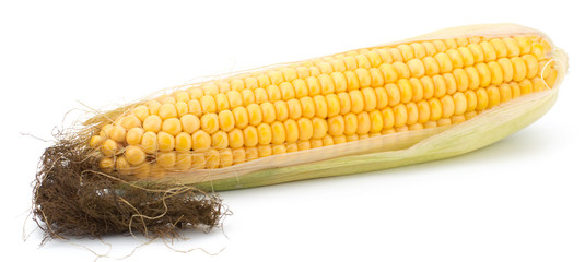 Fresh raw corn cobs isolated on the white background © EM Art