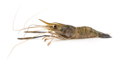 Shrimp on white background