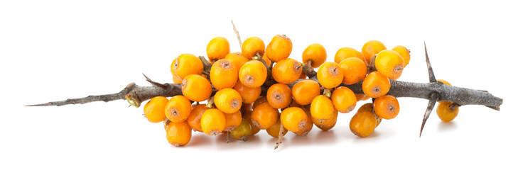 sea buckthorn isolated on the white background