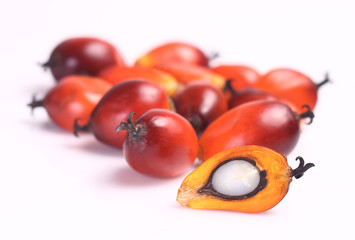 Oil palm fruit