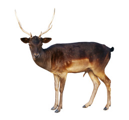 male fallow deer