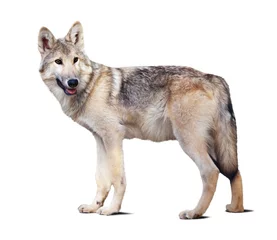 Fotobehang Wolf Staande grijze wolf