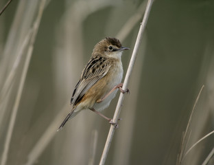 Zitting cisticola, Euthlypis lachrymosa
