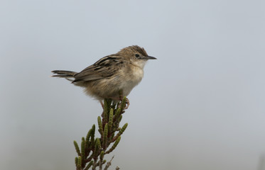 Zitting cisticola, Euthlypis lachrymosa