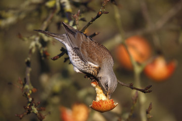 Fieldfare Turdus pilaris