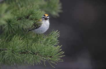 Firecrest, Regulus ignicapillus