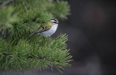 Firecrest, Regulus ignicapillus