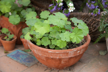 Alchemilla