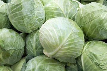 Obraz premium cabbages