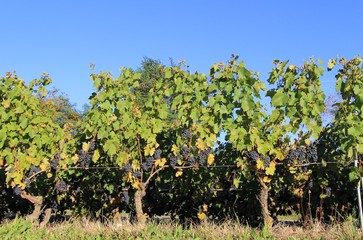 Fototapeta na wymiar winorośli, winogrona, winorośl