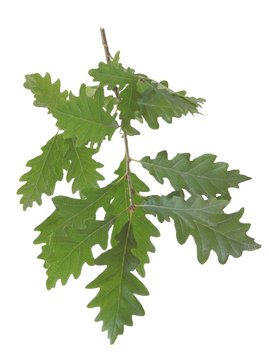 twig of oak tree with green leaves