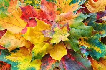 autumn leaves background
