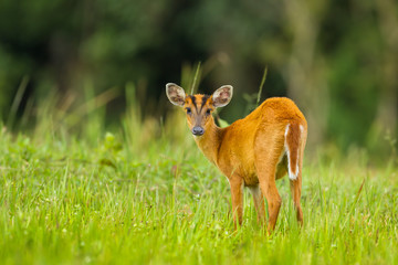 Barking deer stair at us in nature of Khao Yai National park,