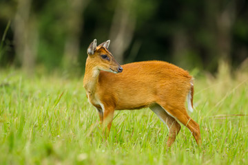 Barking deer in nature of Khao Yai National park, Thailand