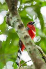 Red-headed Trogon ( Harpactes erythrocephalus )