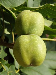 green,unripe walnuts on tree