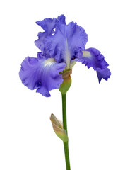 Iris bleu isolé sur fond blanc