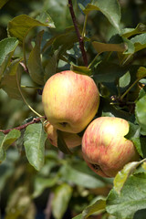 manzanas maduras