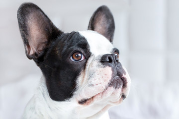 Fototapeta premium Adorable French bulldog puppy lying in bed