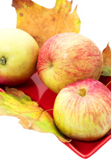 autumn crop of apples