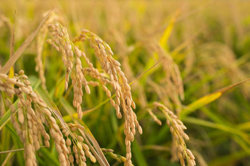 黄金色の稲穂