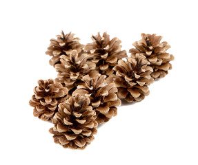 Fototapeta premium Pine cones.