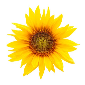 Leuchtende Sonnenblume mit Tautropfen freigestellt