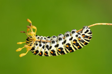 European Swallowtail caterpillar